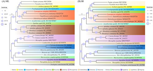 Figure 3. Phylogenetic trees of Braconidae produced from the maximum likelihood (A) and Bayesian inference (B) analyses based on 13 protein-coding genes. The bootstrap support value (A) and the posterior probabilities (B) are indicated by the size of the circle around the node. The red font represented the target species in this study. The following sequences were used: Therophilus festivus (Muesebeck, 1953) KF385868, Asobara japonica (Belokobylskij, 1998) NC_045903 (Zhang et al. Citation2020b), Aphidius gifuensis (Ashmead, 1904) NC_054223 (Feng et al. Citation2020), Aphidius colemani (Viereck, 1912) NC_069199, Binodoxys communis (Gahan, 1927) NC_069846, Binodoxys acalephae (Marshall, 1896) NC_073545 (Xu et al. Citation2023b), Virgulibracon endoxylaphagus NC_062620, Habrobracon hebetor MN842279 (Huang et al. Citation2020), Euurobracon yokohamae OL825724 (Kim et al. Citation2022), Cardiochiles fuscipennis (Viereck, 1912) KF385870, Chelonus formosanus (Sonan, 1932) NC_060869 (Yuan et al. Citation2022), Chelonus munakatae (Sonan, 1932) OQ885490, Spathius agrili (Yang, 2005) NC_014278 (Wei et al. Citation2010), Pseudognaptodon sp. QL-2014 KJ412473, Acanthormius sp. QL-2013 KF385867, Macrocentrus camphoraphilus (Viereck, 1912) GU097656 (Wei et al. Citation2010), Meteorus sp. XHS-2023a OP832526, Meteorus pulchricornis (Wesmael, 1835) NC_053259 (Wei et al. Citation2010), Cotesia flavipes (Cameron, 1891) NC_063945, Microplitis manilae (Ashmead, 1904) MW579537, Cotesia vestalis (Haliday, 1834) NC_014272 (Wei et al. Citation2010), Fopius arisanus (Sonan, 1932) MZ128286 (Cai et al. Citation2022), Psyttalia incisi (Silvestri, 1913) OK413636 (Yang et al. Citation2022), Sigalphus bicolor (Nees, 1812) KF385878, Zele chlorophthalmus (Vollenhoven, 1861) NC_039181 (Wang et al. Citation2020).