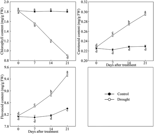 Figure 4. Pigment content changes in drought-treated P. lactiflora and the Control. Values represent the mean ± standard deviation (SD) and letters indicate significant differences according to Duncan’s multiple range test (P < 0.05).