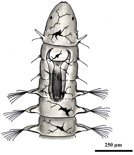 Figure 3. Dorsal view of an entire specimen of Phalacrophorus pictus. Scale bar: 250 µm.