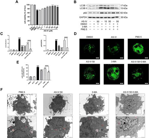 Figure 5 AS-IV restores impaired autophagy in PM2.5-induced NR8383 cells. (A) Cell viability was measured in AS-IV-treated (0.01, 0,1, 1, 10, 25, 50, 75, or 100 μM; 12 h) NR8383 cells by CCK-8 assays (n=3). (B and C) The levels of LC3B and p62 were determined by Western blot analysis (n=3). (D and E) NR8383 cells were treated with AS-IV (50 μM), 3-Ma (5 mM), or PM2.5 (50 μg/mL), or in combination for 24 h after transfection with GFP-LC3 plasmid (Scale bar = 20 μm). LC3 punctate-positive cells were observed by fluorescence microscopy and quantitation of the percentage of cells with punctate GFP-LC3 fluorescence per total GFP-LC3-positive cells. Data represent mean SEM calculated from three experiments of 100 transfected cells each. (F) TEM was utilized to visualize autophagic vacuoles (autophagosomes, Avi; autolysosomes, Avd) in NR8383 cells (n =3, Magnification 12,000× for the upper row and 20,000× for the lower row, Scale bar=1 μm). Graphs represent mean±SEM. ####P<0.0001 compared with DMSO group; *P<0.05, **P<0.01, ***P<0.001, and ****P<0.0001 compared with PM2.5 group; &P<0.05 and &&P<0.01 compared with AS-IV 50 group; @@@@P<0.0001 compared with 3-MA group.