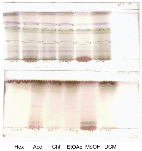 Figure 2.  TLC Finger-print chromatogram developed in benzene: ethanol:ammonia hydroxide (BEA)/(90:10:1) and ethyl acetate: methanol:water (EMW)/(40:5.4:4) dried, sprayed with vanillin and heated at 110°C. The different colors denote various compounds. Lanes from left to right are hexane, acetone, chloroform, ethyl acetate, methanol and dichloromethane extracts.