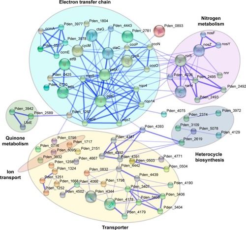 Figure 3 The interaction network of differential proteins induced by CuO NPs.Notes: The network was created by the STRING algorithm, and strong interactions are represented by thicker lines. Reprinted from Su Y, Zheng X, Chen Y, Li M, Liu K. Alteration of intracellular protein expressions as a key mechanism of the deterioration of bacterial denitrification caused by copper oxide nanoparticles. Sci Rep. 2015;5:15824.Citation127Abbreviation: NPs, nanoparticles.