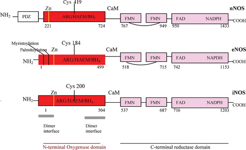 Figure 3 Human neuronal nitric oxide synthase(nNOS), endothelial NOS (eNOS) and inducible NOS (iNOS) domain structure. The PDZ domain is named after homologous domains in three proteins: PSD‐95, DH/g, ZO‐1.