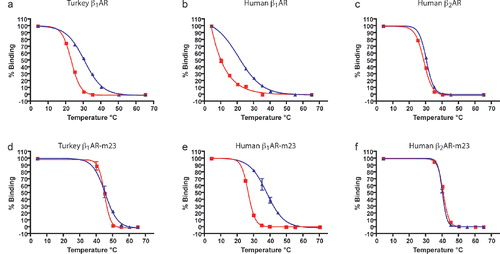 Figure 4.  The stability of βARs with and without thermostabilizing mutations. Receptors were solubilized from transiently transfected cells using either 0.1% (red squares) or 0.01% DDM (blue triangles). Samples were then heated at the specified temperature for 30 minutes, quenched on ice and the amount of receptor remaining determined by a single-point ligand binding assay using 80 nM [3H]DHA performed in duplicate; (a) turkey β2AR, (b) human β2AR1-463, (c) human β2AR, (d) turkey β2AR-m23, (e) human β2AR1-463-m23, (f) human β2AR-m23. Stability curves were analyzed by non-linear regression using Prism (GraphPad) to determine the Tms (Table I). This Figure is reproduced in colour in Molecular Membrane Biology online.