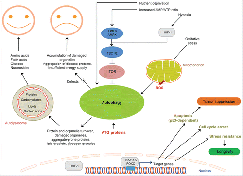 Figure 2. Linking cell death mechanisms to cancer. Deregulation of cell death mechanisms contributes to pathologic conditions, including cancer. Basal autophagy supports metabolism through recycling of cytoplasmic material and serves a quality control function through protein and organelle turnover. Impaired autophagy leads to accumulation of damaged organelles and protein aggregates, thereby promoting cellular damage and increased vulnerability to disease. Stressful conditions, such as low nutrient availability, energy depletion, hypoxia, and oxidative stress, induce autophagy. Excessive autophagy (for example due to activation of AMPK) can also be detrimental. Longevity-influencing genes have a role in tumor suppression; for example, DAF-16/FOXO target genes can induce tumor cell apoptosis and prevent tumor growth. Arrows indicate stimulatory inputs. Bars indicate inhibitory interactions. For clarity, some of the signaling connections are not shown. FOXO/DAF-16, a forkhead box O(FOXO) transcription factor; HIF-1, hypoxia inducible factor-1; LKB1, serine/threonine protein kinase; TOR, target of rapamycin; TSC1/2, tuberosclerosis complexes 1 and 2; ROS, reactive oxygen species.