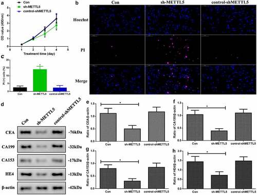 Figure 3. Knocking down METTL5 regulated UCEC development in vitro. (a) MTT over four days in different groups. (b) PI-Hoechst (×400) and (c) Quantification of PI (+) cells. (d) CEA, CA199, CA153, and HE4 expression. (e-h) CEA, CA199, CA153, and HE4 expression quantification. (sh-METTL5 vs. other groups, *P < 0.05, n = 6 per group).