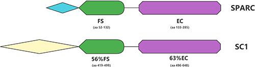 Figure 1 The homology of SPARC with Sparc-1 is clearly seen by the overlap of the relevant colors in the figure. The gene schematic of SPARC is shown at the top of the figure, and the gene schematic of Sparcl1 is shown at the bottom. The number of corresponding amino acids is shown below the structural domain.