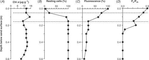 Fig 8. Depth distribution below the sand surface of Bar 3 on 9 March 1988 of (A) extracted chlorophyll a (µg g−1 dry sand); (B) percentage of Cymbellonitzschia diluviana cells in the resting state (rounded chloroplasts); (C) fluorescence relative to the surface value; (D) Fv/Fm ratio. The area between the horizontal broken lines represents the transition zone (see text).