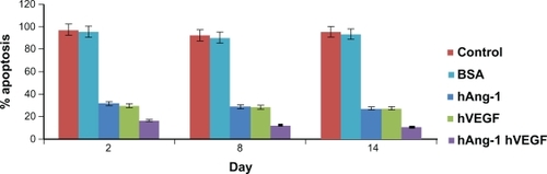 Figure 6 Human angiopoietin-1 and human VEGF were loaded into nanoparticles and the combined antiapoptotic effect of the proteins on the seeded HUVECs was demonstrated. HUVECs treated with serum-free control media without addition of human VEGF and human angiopoietin-1 proteins, always showed a percent apoptosis above 90%. The release kinetics shows that there is an increase in the cumulative amount of proteins released from the nanoparticles. The percent apoptosis due to nanoparticle supernatant containing human angiopoietin-1 (human VEGF antibody added) reduced from 31.5% to 27.06% for day 2 to day 14. Similarly, percent apoptosis due to nanoparticle supernatant containing human VEGF (human angiopoietin-1 antibody added) reduced from 29.6% to 27.74% for day 2 to day 14. The combined antiapoptotic effect of the nanoparticle supernatant containing human angiopoietin-1 and human VEGF decreased from 16.44% to 10.42% at day 2 to day 14. Thus, in comparison with the control, cell apoptosis decreased dramatically (almost by 50%) with the application of supernatant from nanoparticles loaded with both the proteins.Abbreviations: VEGF, vascular endothelial growth factor; HUVECs, human vascular endothelial cells.