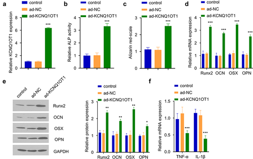 Figure 2. Overexpression of KCNQ1OT1 supports osteogenic differentiation in SpA-infected hBMSCs. (a) Expression of KCNQ1OT1 after transfection with ad-KCNQ1OT1. (b) ALP activity in SpA-treated HBMSCs after overexpressing KCNQ1OT1. (c) Alizarin red S staining in KCNQ1OT1-overexpressing hBMSCs under the treatment of SpA. (d-e) Levels of osteogenesis-related gene markers in different groups were measured by RT-qPCR (d) and Western blot assay (e). (f) Expressions of TNF-α and IL-1β in different groups was analyzed by RT-qPCR. * p < 0.05; **p < 0.01; ***p < 0.001.