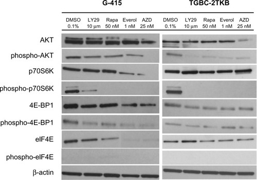 Figure 3 Effect of mTOR inhibitors of mTOR on AKT/mTOR signaling pathway in two gallbladder cancer cell lines. G-415 and TGBC-2TKB cells were grown in Roswell Park Memorial Institute 1640 medium supplemented with 10% fetal bovine serum and treated with LY294002 (10 μM), rapamycin (50 nM), RAD001 (1 nM), and AZD5085 (25 nM) for 18 hours. Control cells received an equivalent amount of solvent (0.1% dimethylsulfoxide). Western blot analysis was carried out using antibodies against the total and phosphorylated portion of AKT, p70S6K, 4E-BP1, and eIF4E proteins.