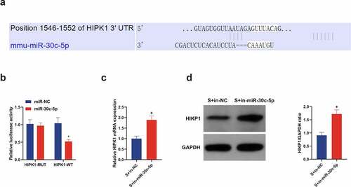 Figure 6. miR-30 c-5p in vitro targets HIPK1 and negatively controls its expression. (a) Through bioinformatics analysis forecasted the binding site of miR-30 c-5p with HIPK1 (http://starbase.sysu.edu.cn/); (b) In HT22 cells transfected with miR-30 c-5p mimic, the combination of miR-30 c-5p and HIPK1 verified by luciferase reporter gene assay; (c) RT-qPCR detection of HIPK1 in cells introduced with in-miR-30 c-5p; (d) Western blot detection of HIPK1 in cells introduced with in-miR-30 c-5p; n = 3; The data were expressed as mean ± SD; * vs. the miR-Nc, P < 0.05; + vs. the S + in-NC, P < 0.05