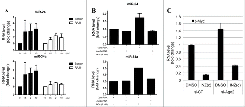 Figure 4. Inauhzin-C targets c-Myc via miRNAs. (A) INZ(c) increases miR-24 and miR-34a level. Boston and Raji cells were treated with INZ(c) for 24 hours. RNA was isolated and subjected to q-RT-PCR to determine miR-24 and miR-34a level. (B) Ago2 knockdown abrogates the induction of miR-24 and miR-34a by INZ(c). Cells were treated with INZ(c) after incubating with Ago2 siRNA for 48 hours. Real-time PCR was performed to determine the level of miR-24 and miR-34a. (C) Ago2 knockdown impairs the inhibitory effect of INZ(c) on c-Myc expression. H1299 cells treated with indicated siRNAs and drugs were harvested for q-RT-PCR assay. Data are presented as means ± SD.