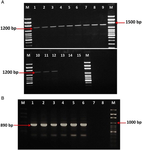 Figure 2. (A) Agarose gel electrophoresis of nested-PCR products from the16SrRNA gene using primers R16F2n/R16R2. Lanes 1, 2, 3 and 4 are carrot isolates (1, 5, 6 and 8); lanes 5, 6 and 7 are faba bean isolates (35, 36 and 107); lanes 8, 9, 10, 11 and 12 are alfalfa isolates (95, 96, 97, 98 and 99); lanes 13, 14 and 15 are carrot, faba bean and alfalfa symptomless samples, M: 100 bp DNA ladder (Solis BioDyne). (B) Electrophoresis pattern of nested-PCR products from16SrRNA gene using fU5/rU3 primer pairs: lanes 1, 2, 3 and 4 are onion isolates (111, 112, 113 and 114); lanes 5 and 6 are green mustard isolates 108 and 109; lanes 7 and 8 are healthy samples from onion and green mustard, respectively, M: 100 bp DNA ladder (Solis BioDyne).