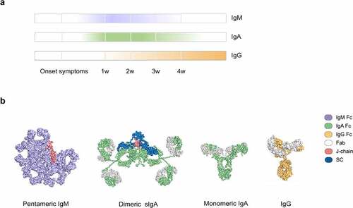 Figure 1. Antibody responses to SARS-CoV-2 infection. (a) Antibody responses of IgM, IgA, and IgG upon SARS-CoV-2 infection.Citation6 w, week. (b) The structures of pentameric IgM (PDB code 6KXS),Citation12 dimeric sIgA (PDB code 3CHN),Citation13 monomeric IgA (PDB code 1 R70),Citation14 and IgG (PDB code 1HZH)Citation15 are shown, with the specific domains in different colors. Fab, antigen-binding fragment; J-chain, joining chain; SC, secretory component.