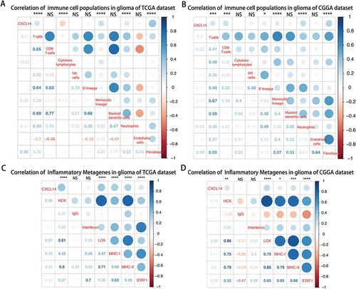 Figure 5. Lower CXCL14 expression correlates with distinct immune cell populations infiltration and immune system-related metagenes.A-B, Association between CXCL14 expression and immune cell populations in TCGA (A) and CGGA (B) datasets. Positive correlations are shown in blue and negative correlations in red color. Color depth and the size of the circle are proportional to the correlation coefficients. The numbers shown inside boxes are the correlation coefficients r. The corrplot display is symmetric about a diagonal line. For example, in Figure 5A, the r = -0.23(in 1st column and 4th row), corresponding to the red circle in 4th column and 1st row is the correlation coefficient of CXCL14 level with cytotoxic lymphocytes population in glioma. C-D, CXCL14-related immune response in TCGA (C) and CGGA (D) datasets.