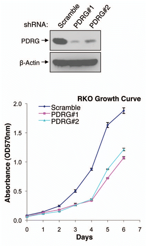 Figure 5 Depletion of PDRG suppresses tumor cell growth. Top, western blot analyses using anti-PDRG antibody show depletion of endogenous PDRG expression by lentiviral-based knockdown in the RKO cells; bottom, graphic representation of MTT assay depicting decreased cell proliferation due to PDRG knockdown in RKO cells. Cells were seeded at equal density and infected with lentiviral scrambled shRNA or PDRG-specific shRNAs. Nine days after infections, equal numbers of cells were reseeded onto 24-well plates (1 × 104 per well). Cell viability was determined by methyl thiazole tetrazolium (MTT) assay each day over a 7 day period. Points, mean of three independent experiments; bars, SE .