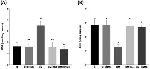 Figure 2. (A) MDA and (B) SOD levels in the thoracic aortas of non-diabetic and diabetic rats. The diabetic groups treated with CNME or metformin had reduced MDA and increased SOD activity compared to the untreated diabetic group. Data are presented as mean ± SEM (n = 12). #p < 0.05, ##p < 0.01 vs. C group. *p < 0.05, **p < 0.01 vs. DM group. Non-diabetic control group: C; non-diabetic group treated with 500 mg/kg CNME: C + CNME; untreated diabetic group: DM; diabetic group treated with 300 mg/kg metformin: DM + Met; diabetic group treated with 500 mg/kg CNME: DM + CNME.