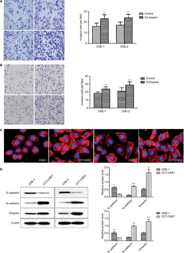 Figure 2 CCT-NPC cells acquired metastasis-associated phenotype.Notes: (A) The gross view of cell invasion assay stained with Giemza and corresponding quantitative analyses of the results for CCT-NPC cells and the control cells. Magnification 200×. (B) The gross view of cell migration assay stained with hematoxylin-eosin and corresponding quantitative analyses of the results for CCT-NPC cells and the control cells. Magnification 200×. (C) Immuno-fluorescence staining for actin filament in CCT-NPC cells and the parental cells. Actin filament cytoskeleton was stained with rhodamine conjugated phalloidin (red) and nuclei with DAPI (blue). Magnification 400×. (D) Expression of the EMT markers E-cadherin, vimentin and N-cadherin in CCT-NPC and NPC cell lines. *P<0.05; **P<0.01; ***P<0.001, compared with the parental cells. *P<0.05; **P<0.01; ***P<0.001, compared with the parental cells.Abbreviations: CCT-NPC, chronic cadmium-treated nasopharyngeal carcinoma; EMT, epithelial–mesenchymal transition.