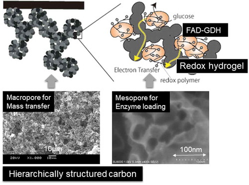 Figure 4. One example of bioelectrocatalysis on hierarchical structure controlled carbon electrode [Citation11]. Mesoporous carbon (average pore diameter of 40 nm) was coated on GC electrode with a surface roughness of several tens of micrometers. In the mesopore, FAD-DGH was immobilized with a crosslinker within a hydrogel formed from poly(vinylimidazole) complexed with [Os(2,2’-bipyridine)2Cl]+/2+.