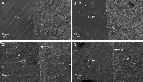 Figure 5 Cross-sectional SEM imaging of porcelain bonded to zirconia.Notes: (A) Control group, (B) sandblasted zirconia, (C) Al/Si sol-coated, and (D) Si sol-coated. White arrows indicate the cross-sectional view of aluminosilicate (Al/Si) and silica (Si) coatings. Magnification ×600.Abbreviations: SEM, scanning electron microscopy; Y-TZP, yttria-stabilized tetragonal zirconia polycrystal; P, porcelain; Si, silica coating; Al/Si, aluminosilicate coating.