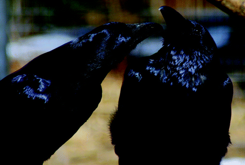 Figure 2. Raven preening his partner. ©MPIO/Wascher