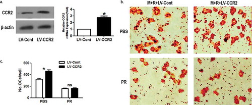 Figure 3. CCR2 overexpression did not promote the osteoclastogenesis in the presence of puerarin.