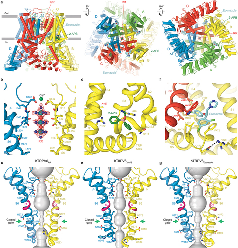 Figure 5. Structures of TRPV6 in complex with synthetic inhibitors RR, 2-APB and econazole. a, side (left), top (middle), and bottom (right) views of hTRPV6RR (PDB ID: 7S8B), with hTRPV6 subunits (A-D) colored green, yellow, red, and blue. The RR molecule is shown as a ball-and-stick model, with the corresponding cryo-EM density shown as red mesh and Ca2+ ion as a green sphere. Molecules of 2-APB (dark green) from hTRPV62-APB (PDB ID: 6D7T) and econazole (cyan) from hTRPV6Eco (PDB ID: 7S8C) are shown as space-filling models. b,d,f, expanded views of the RR (b), 2-APB (d) and econazole (f) binding sites. RR molecule is shown the same way as in a. Molecules of 2-APB (dark green) and econazole (cyan) as well as residues contributing to inhibitor binding are shown as stick models. c,e,g, ion conduction pathway (gray) in hTRPV6 bound to RR (c), 2-APB (e) and econazole (g), with residues lining the selectivity filter and around the gate shown as stick models. Only two of four subunits are shown, with the front and back subunits removed for clarity. The region undergoing α-to-π transition in the middle of S6 is colored pink. The gate region is indicated by green arrows. Adapted from [Citation65,Citation89].