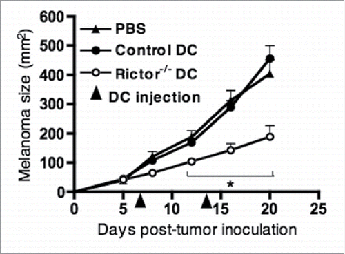 Figure 2. I.t. injection of LPS-activated Rictor−/− DC markedly reduces B16 melanoma growth. C57BL/6 mice bearing day 7 s.c. B16 melanomas were given an i.t. injection of 106 control DC or Rictor−/− DC, that was repeated at day 14 post-tumor inoculation. Tumor growth was monitored every 3–4 d and is shown as mean + SD for five animals per group. p < 0.05 when comparing Rictor−/− DC-injected mice with untreated or control DC-injected mice.