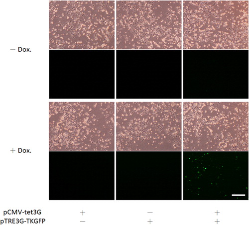Figure 6. Functional analysis of PTRE3G in pTRE3G-TKGFP. C17.2 NSCs were transfected by pCMV-tet3G and/or pTRE3G-TKGFP and incubated in the media with or without doxycycline (1 μg/mL) for 48 h. The fluorescence expressed by pCMV-tet3G and pTRE3G-TKGFP cotransfected cells was inspected under microscopy; scale bar, 250 μm. Dox. represents doxycycline.