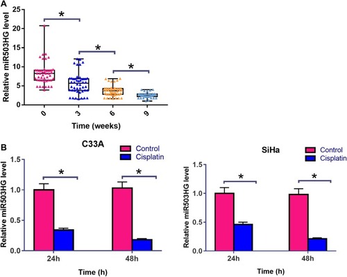 Figure 2 Cisplatin treatment further downregulated miR503HG in both patients and CSCC cells. Expression levels of miR503HG in plasma collected from CSCC patients at 0, 3, 6 and 9 weeks after the initiation of cisplatin treatment were measured by qPCR. Comparisons among different time points were performed by repeated measures ANOVA (A). C33A and SiHa cells were cultivated in cell culture medium containing 50 μM cisplatin for 24h and 48h, followed by the measurement of miR503HG expression level by performing qPCR. control cells were cultivated in normal medium for the same time. Comparisons between control and cisplatin groups were performed by unpaired t-test (B). qPCR reactions were repeated 3 times. Data were expressed as mean values (*p<0.05).