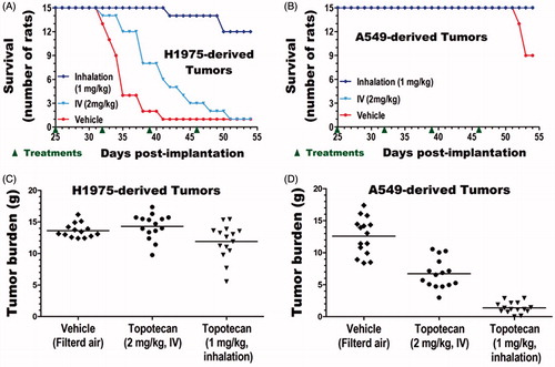 Figure 3. Efficacy of inhaled versus IV topotecan for lung cancer therapy. The survival (A,B) and lung tumor burden (C,D) of rats with the fast-growing H1975 (A and C) and moderately growing A549 (B and D) derived lung cancer were compared between treatment groups.