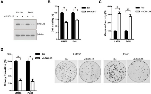 Figure 6 (A) Western blotting analysis on CXCL13 expression following shRNA-mediated knockdown in Penl1 and LM156 cells. (B) Depletion of CXCL13 expression suppressed cell growth of PC cells. The cell viability in the Scr control was regards as 100%. (C) Depletion of CXCL13 expression reduced clonogenesis of PC cells. The colony formed inthe Scr control was regards as 100%. n=3, *P<0.05. (D) Knockdown of CXCL13 induced caspase-3 activity in Penl1 and LM156 cells. The caspase-3 activity in the Scr control was regards as 100%. n=3, *P<0.05.