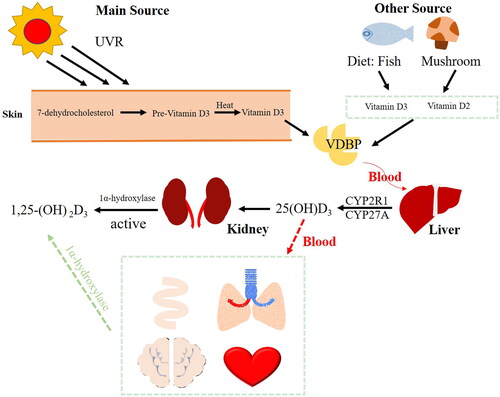 Figure 1. VitD metabolism. The synthesis of VitD3 in the skin is triggered by ultraviolet radiation (UVR) or by food consumption. By combining with VitD-binding protein (VDBP), VitD3 is transported into the liver. Cytochrome P-450 enzymes (CYP2R1 and CYP27A) are responsible for converting VitD3 to 25-hydroxyVitD (25(OH)D3) in the liver. The 25(OH)D3 is converted into 1,25-dihydroxyVitD3 (1,25-(OH)2D3) in the kidneys, liver, lungs, brain, intestines and heart by 1α-hydroxylase.