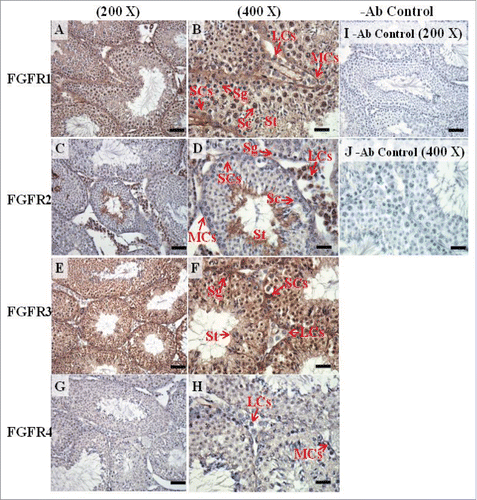 FIGURE 12. The expression patterns of FGFR1, FGFR2, and FGFR3 on postnatal day (pnd) 65 in mice testis. The expression patterns of FGFR1 (A and B), FGFR2 (C and D), FGFR3 (E and F), and FGFR4 (G and H) on pnd 65 mice testis were detected using immunohistochemistry. Control sections without a primary antibody treatment are arranged on right side of the figure (I and J). The long arrow indicates the cell types as illustrated by the abbreviations: LCs, Leydig cells; MCs, myoid cells; SCs, Sertoli cells; Sg, spermatogonia; Sc, spermatocyte; and St, spermatids. Scale bar = 50 µm (200 ×) and 19 µm (400 ×).