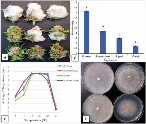 Fig. 6 (Colour online) Growth and pathogenicity of three Botrytis species recovered from cannabis inflorescences. a, Colonization of buds after 7 days of incubation under laboratory conditions. Top row = B. cinerea, middle row = B. pseudocinerea; bottom row = B. porri. b, Disease severity ratings of the three Botrytis species. Data are from three separate experiments, each with six buds. Significant differences are indicted from analysis using ANOVA followed by Fisher’s LSD test at P < 0.01. c, Effect of temperature on colony growth of three Botrytis species. Data are the means from two experiments, each with five replicates. Standard errors are indicated. d, Comparison of radial growth of three Botrytis species after 7 days at 10°C. Top left = B. cinerea from cannabis; top right = B. cinerea from hemp; bottom left = B. pseuodocinerea from cannabis; bottom right = B. porri from cannabis