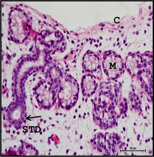 Figure 10. Photomicrograph of mandibular salivary gland of 28.3 cm CVRL (137th day) buffalo foetus showing double layered cuboidal epithelium (arrow) of striated ducts (STD). (M-mucous cell; C-capsule). Haematoxylin and Eosin method ×400.