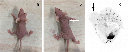 Figure 5 Nude mouse subcutaneous small-cell lung cancer tumor model. (a) BALB/c nude mouse; (b) a tumor-bearing nude mouse (the white arrow indicates the location of the subcutaneous tumor); (c) CT scan of the nude mouse lung cancer subcutaneous tumor model (the black arrow indicates the location of the subcutaneous tumor).