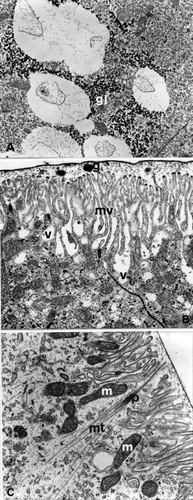 Figure 5. E. plorans stage 6. A, Near the vesicles there is a thickening of glycogen granules (gl; 15,500×). B, Electron transparent vesicles (v) which open among the microvilli (mv; 21,000×). C, Microtubules (mt) converging on an attachment plaque (p; 15,500×). Abbreviations: g, electron dense granules between microvilli and cuticle; m, mitochondria.