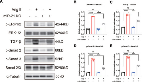 Figure 3 Knockout of miR-21 partially reverses angiotensin II (Ang II)-induced ERK/TGF-β/Smad activation. (A) Representative and (B–E) quantitative analysis of Western blots of miR-21 knockout (KO) on Ang II-induced ERK/TGF-β/Smad signaling in primary cardiac fibroblasts (CFs). Ang II induces the activation of ERK/TGF-β/Smad signaling in primary CFs. This effect could be reversed by the KO of miR-21. ***P < 0.001, ****P < 0.0001, n = 3 per group.