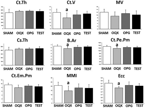 Figure 5. Cortical mocroarchitecture analysis: cortical thickness (CtTh), cortical volume (CtV), medullary volume (MV), cross-sectional thickness (CsTh), mean total cross-sectional bone area (BAr), cortical periostal perimeter (CtPePm), cortical endosteal perimeter (CtEnPm), mean polar moment of inertia (MMI), and mean excentricity (Ecc). Three-month-old male Wistar rats: sham-operated rats (SHAM) and orchidectomized rats (ORX) s as baseline and castrated rats treated with 10 mg/kg/twice a week of OPG–Fc (ORX + OPG–Fc) or testosterone cypionate (1.7 mg/kg/once a week) (ORX + testosterone). Data are expressed as mean ± SD of 15 animals/group. Statistical significance: a: p < .05, significant vs SHAM group.