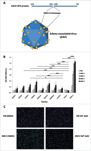 Figure 1. HER-2 mimotope AAV model and immunogenicity evaluation. (A) Model of the AAV vector displaying HER-2 specific mimotopes fused to its capsid protein VP3. Mimotopes are inserted between amino acid positions 587 and 588, which resemble a peak in the capsid, for optimal display. (B) AAV vectors displaying HER-2 mimotopes are able to induce HER-2 specific antibodies. Screening of sera from mice, immunized with AAV-displaying HER-2 mimotopes and Al(OH)3 as adjuvant, against the extracellular domain of human HER-2. Depicted are means (n = 2/mouse serum) & SD; values of MIS4 were statistically analyzed (One-way ANOVA, Tukey's post-test). (C) Antibodies induced by AAV clone DMD4 recognize HER-2 on the surface of cancer cells.Immunofluorescence staining of D2F2/E2 cells, overexpressing human HER-2 with sera of mice immunized with AAV clone DMD4 (PIS = Pre-Immune Serum, MIS 3 = MIS after three immunizations). After immunization with the HER-2 specific mimotope, membrane specific staining can be seen. Pre-Immune sera and serum of mice immunized with wtAAV alone do not show any specific staining on D2F2/E2 cells.