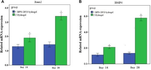Figure 9 Summarized data showing the effect of BPN-DFO hydrogel and hydrogel on mRNA expression of BMP4 and Runx2 after culturing for 14 and 28 days in vivo. (A) The expression of Runx 2 in BPN-DFO group showed significantly improved than Hydrogel group at 14 and 28 days. (B) The expression of BPM 4 in BPN-DFO group showed significantly improved than Hydrogel group at 14 and 28 days. (*, p<0.05).