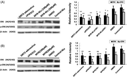 Figure 9. MYR-NL-induced apoptosis is associated with the ERK signalling pathway. The ERK and phospho-ERK levels were affected by MYR-NLs and free MYR, respectively, compared to transfection with SIRT3 adenovirus or PIK3CD siRNA. *p < .05, **p < .01, ***p < .001 compared with the controls.