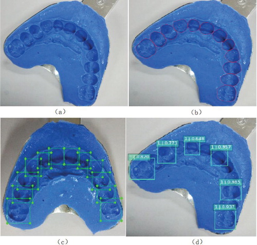 Figure 1. (a) A dental impression model image. (b) The contoured dental impression image. (c) Training data of object detection. (d) One test result of object detection.