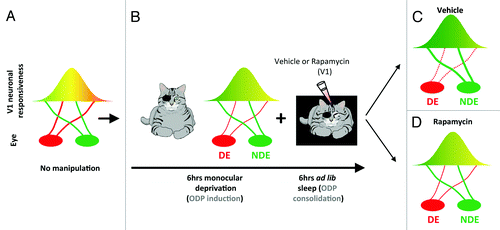 Figure 1. Protein synthesis is required for sleep-dependent ocular dominance plasticity (ODP). (A) In developing cats with normal vision, most neurons in the primary visual cortex (V1) are binocular (i.e. equally responsive to inputs from either eye, represented as the yellow area). (B) When animals are deprived of patterned visual input in one eye (i.e. monocular deprivation) most neurons in V1 become responsive only to stimulation of the non-deprived eye (NDE). This process is induced very rapidly in awake cats (6 h) and is enhanced/consolidated by subsequent sleep (6 h). To test the role of mTOR in sleep-dependent ODP, visual cortices are infused with vehicle or the selective mTOR inhibitor rapamycin during the post-MD sleep period. (C) Sleep-dependent ODP is intact in the vehicle infused hemispheres and includes a maintenance of depression of the DE visual input (dotted red line) and potentiation of the NDE input (thick red line). (D) Inhibition of protein synthesis in V1 with rapamycin during post-MD sleep blocks sleep-dependent ODP. This reflects inhibition of both plastic changes normally observed after sleep (the weakening of the DE and the strengthening of NDE inputs). This results in a V1 plasticity phenotype that is normally seen after the initial 6 h of monocular deprivation only in awake animal (compare B and D).