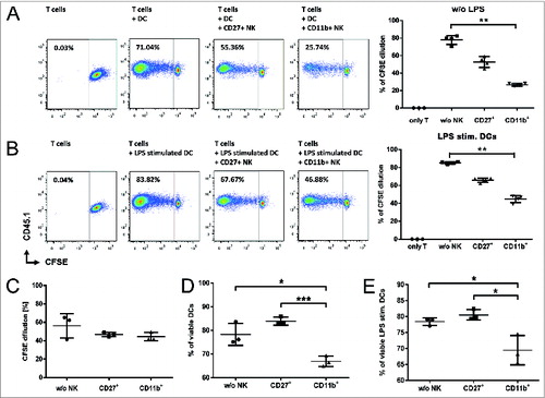 Figure 6. CD11b+ NK cells efficiently suppress T-cell proliferation by elimination of allogeneic DCs. (A and B) Mixed lymphocyte reaction (MLR) addressing the impact of CD27+ or CD11b+ NK subsets on carboxyfluorescein succinimidyl ester (CFSE) labeled T cells from C57Bl/6 stimulated by dendritic cells (DCs) from Balb/c donors. CFSE dilution was measured by fluorescence cytometry. (B) Bone marrow derived DCs were additionally stimulated over night by lipopolysaccharide (LPS) before the MLR was initiated. (C) Same MLR setting as in (A) but with separation of NK subsets from direct T cell and DC contact using transwell-plates. (D and E) Killing capacity by either CD27+ or CD11b+ NK cells determined by cytofluorimetric analysis of analysis of Annexin V and the % DC viability calculated by the ratio of Annexin/7AAD. (E) Same setting as (D) but additional 24 h LPS stimulation of DCs. (A-E) NK:DC ratio was 1:1. Statistical significance was determined by Kruskal-Wallis test; *p<0.05; **p<0.01.
