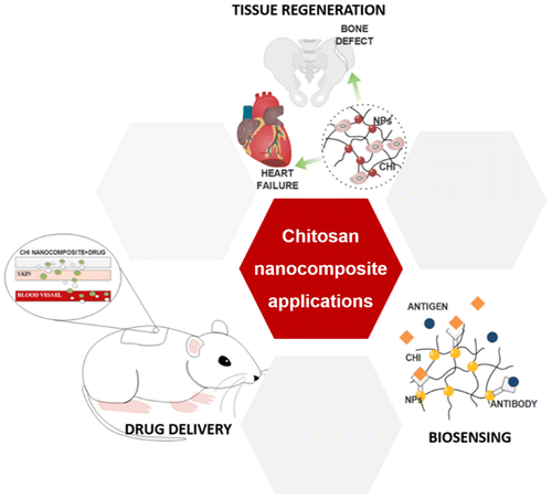 Figure 1. Main biomedical applications of chitosan nanocomposites.