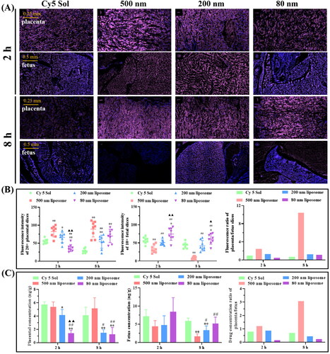 Figure 4. Pregnant mice injected intravenously with Cy 5 solution or Cy 5-loaded liposomes of different sizes were processed and analyzed after 2 and 8 h. (A) Fluorescent sections containing Cy 5 in the placenta and fetus of pregnant mice. (B) Cy 5 fluorescence intensity in placenta and fetus of pregnant mice. (C) Quantitative analysis of Cy 5 content in the placenta and fetal tissues of pregnant mice by liquid chromatography-mass spectrometry. Image from reference (Tang et al., Citation2022) cited with permission. Copyright © 2022 Elsevier B.V.