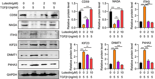 Figure 6 Validation of differentially expressed proteins by Western blot. *P <0.05, **P <001, ***P <0.001.